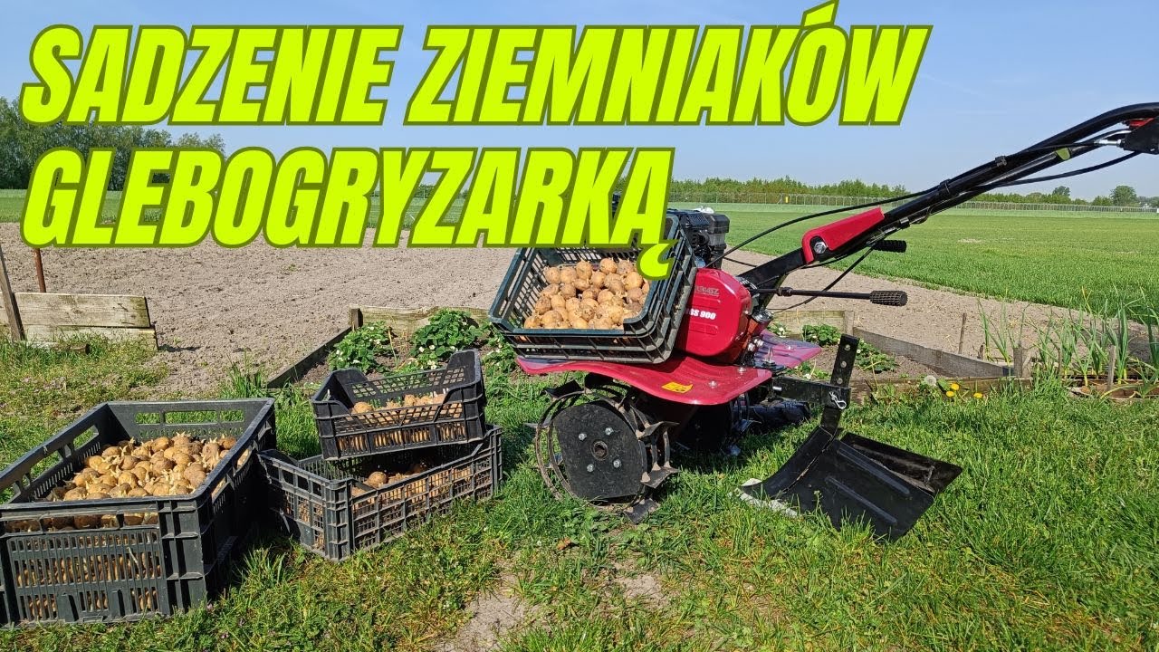 Sadzenie ziemniaków przy pomocy glebogryzarki. Regulowany obsypnik