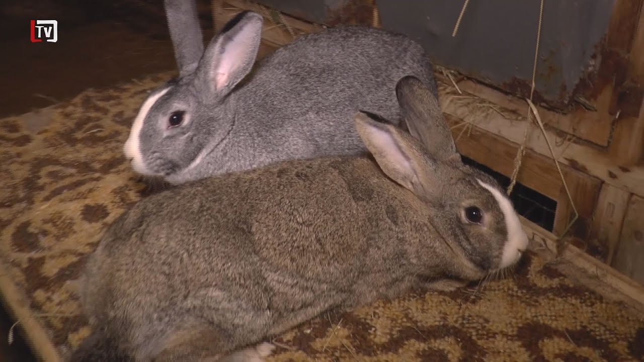 [4/46] Levočský chovateľ vyšľachtil nový poddruh králika činčilového rázu (16. 11. 2021)