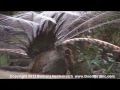 Awesome bird, the Lyre Bird mimicking like crazy!