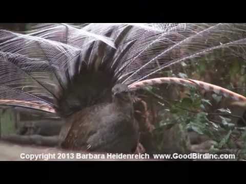 Awesome bird, the Lyre Bird mimicking like crazy! 