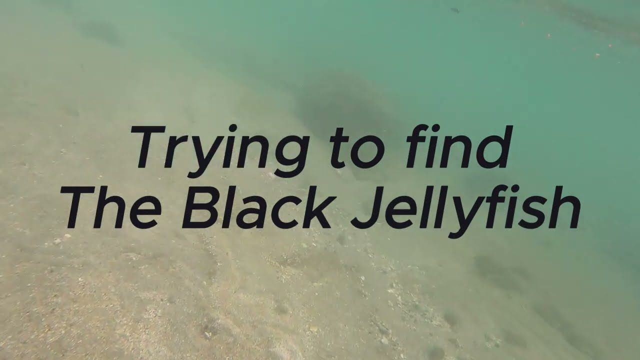 Love those quiet close to shore moments Exploring the seashore underwater PH