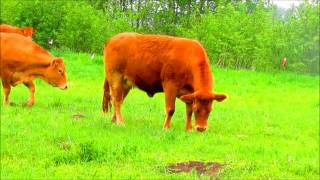 Kmr Livestock Limousin Herd - Spring 2014 From Grland