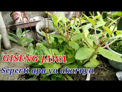 Video: Di manakah tumbuhan ginseng tumbuh?