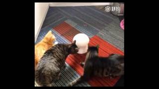 Laser game for cats from Aliexpress screenshot 5