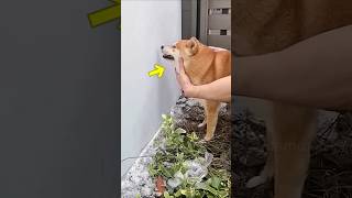 This man installed cutest cctv camera😁😍 #shortvideo