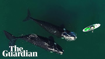 Curious southern right whale nudges paddleboarder in Argentina
