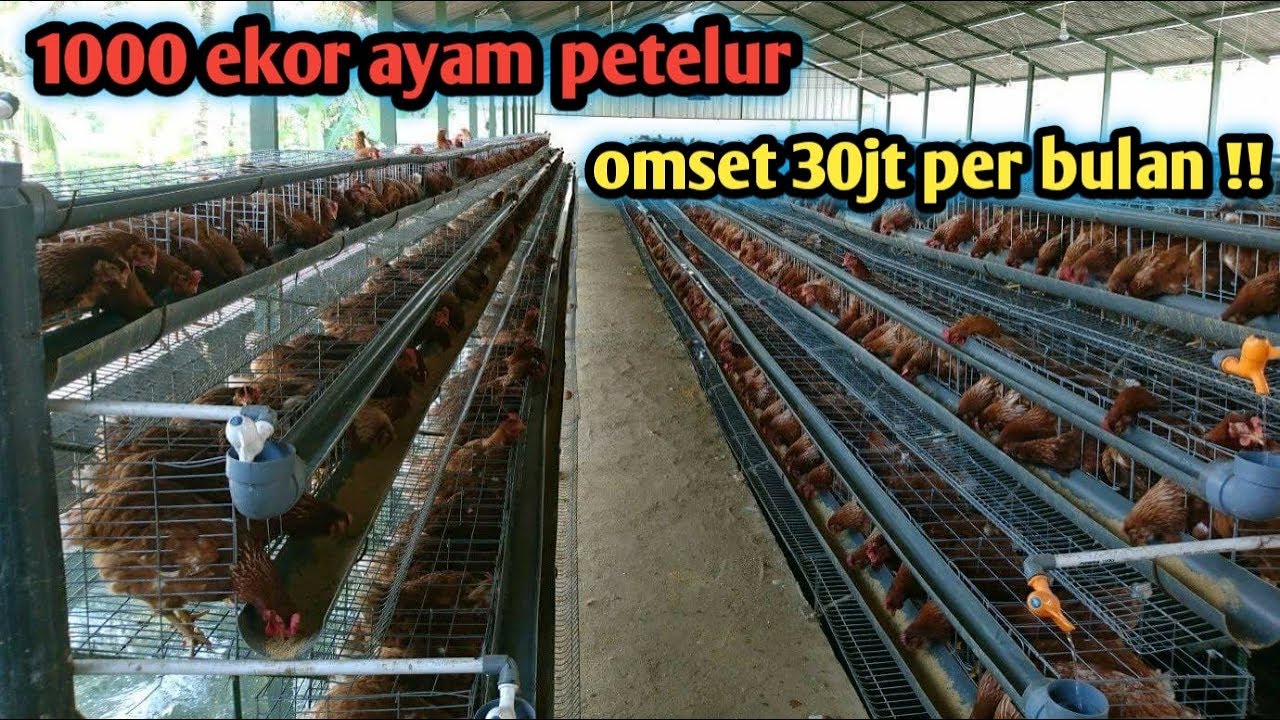 ANALISA KEUNTUNGAN/PENGHASILAN TERNAK AYAM PETELUR 1000 EKOR PER BULAN