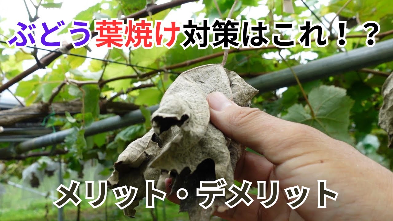 ぶどうの葉焼け対策には遮光ネットが効果的？