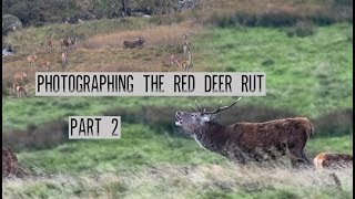 Awesome Sounds Whilst Photographing The Rut | Roaring Red Deer Stags screenshot 3