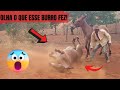 INACREDITÁVEL O QUE ESSE BURRO FEZ!