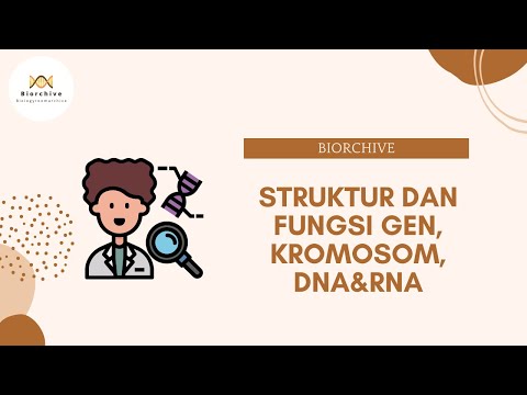 STRUKTUR DAN FUNGSI GEN, KROMOSOM, DNA&RNA - YouTube