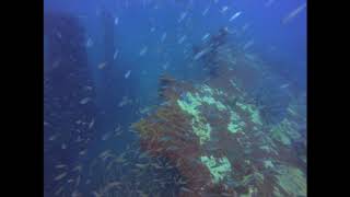 Diving with MASSIVE Goliath grouper !!!! Part 1 of 2