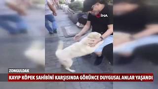 Kayıp köpek sahibini karşısında görünce duygusal anlar yaşandı