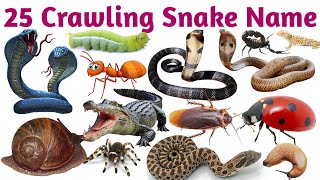 Sea &amp; Snake World for Kids | Animal Names in Hindi &amp; English | Shark, Starfish, Cobra Learn Sea