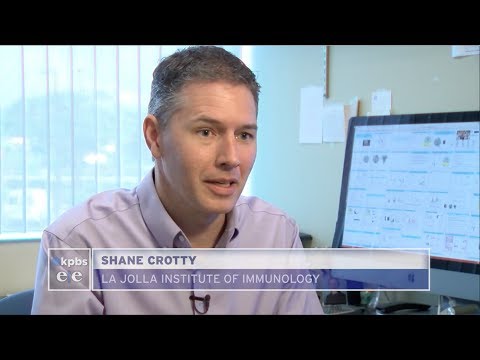 KPBS LJI S Dr Crotty Discovers Why Some Children Some Children Are More Prone To Strep Throat 