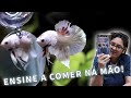 Como adestrar o peixe betta tudo sobre o comportamento dele no seu aqurio  srie betta ep 03