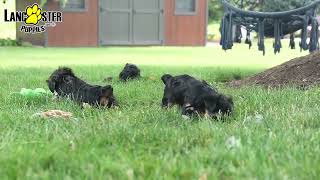 Happy Yorkshire Terrier Puppies