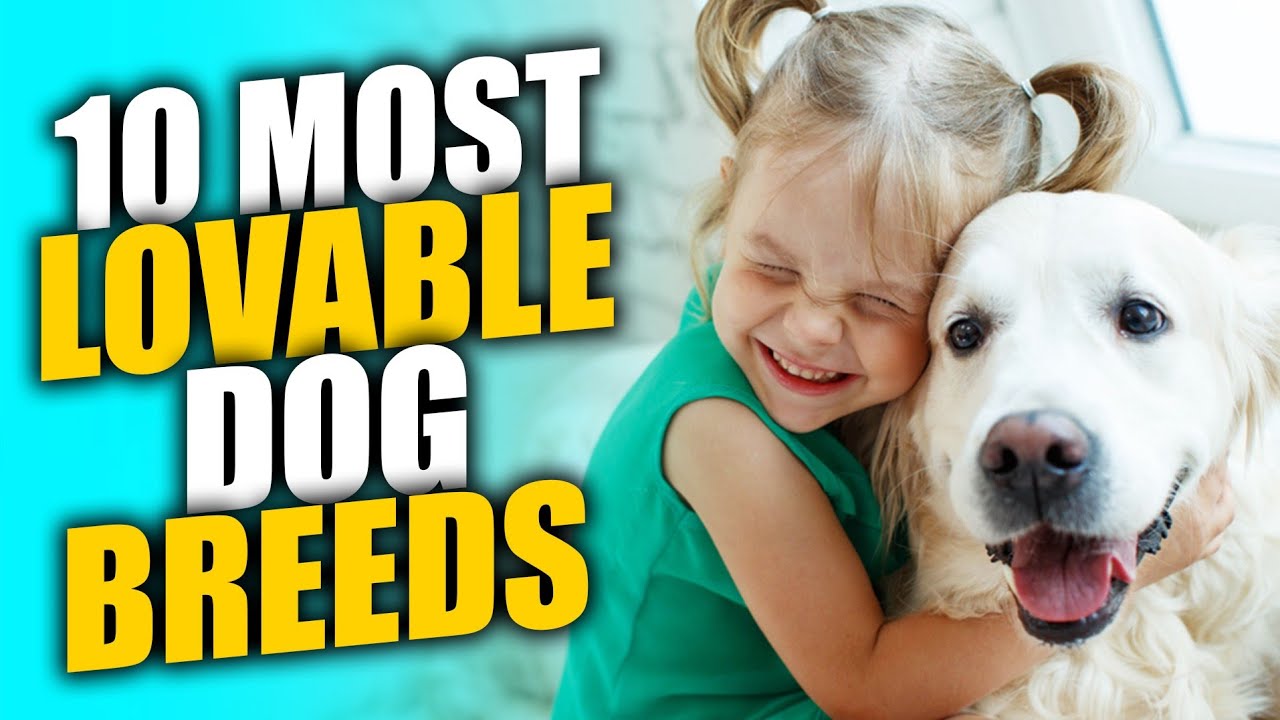 THE MOST LOVABLE DOG BREEDS IN THE WORLD(Top 10)