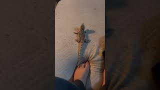 Bearded dragon