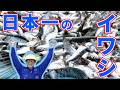 【今が旬】日本一のイワシちゃんで激ムズクイズ作ってみたけどさかなクンに無双されました！【銚子漁港さま】