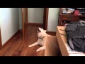 Husky Howl for Shiso