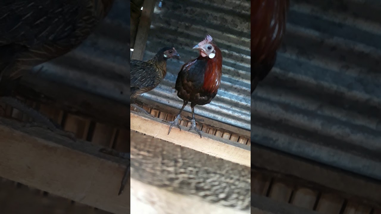 Ayam hutan sumatra 