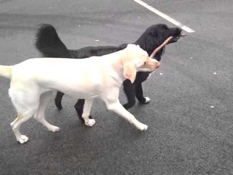 Dogs playing Fetch