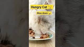 Hungry Cat 🐈 😻 Slow Motion #animals #cat #funnyshorts #funnycats