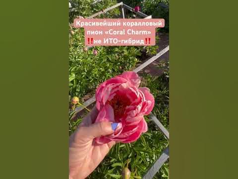 Красивейший пион Корал Шарм / Coral Charm кораллового цвета для 4 ...