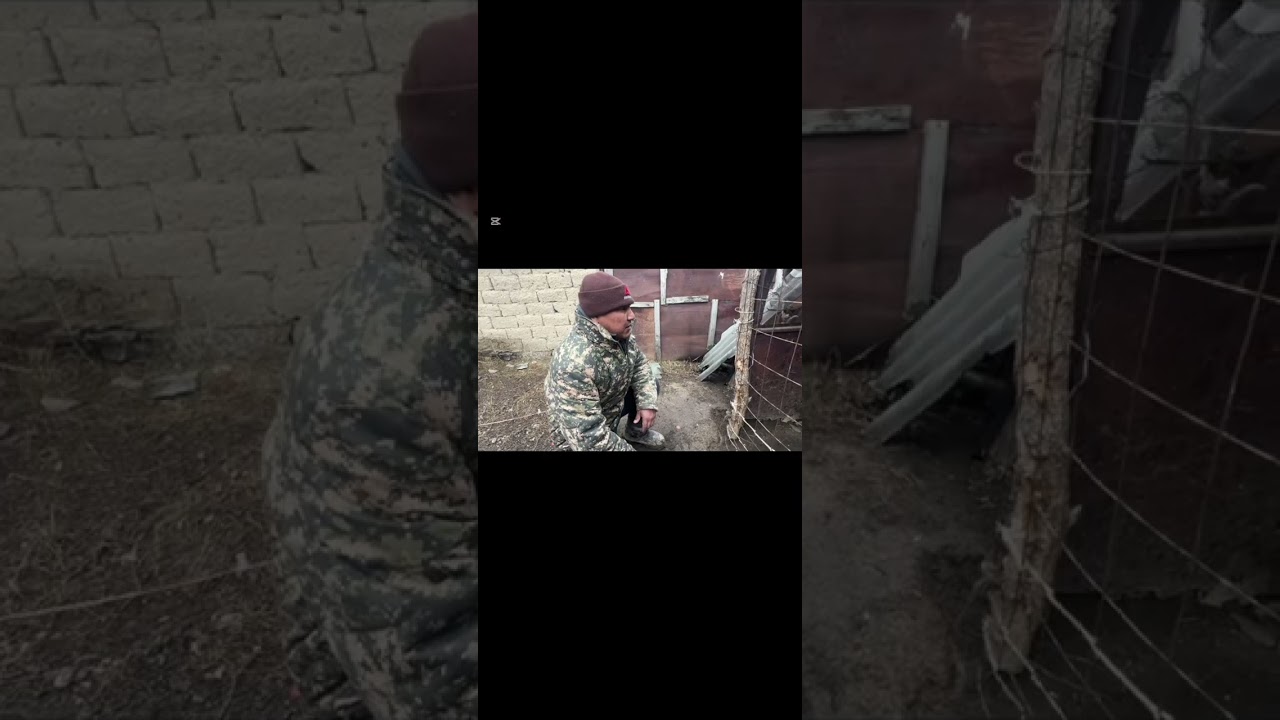 Иттер туралы сұрақ жауап. Ауыл тіршілігі 