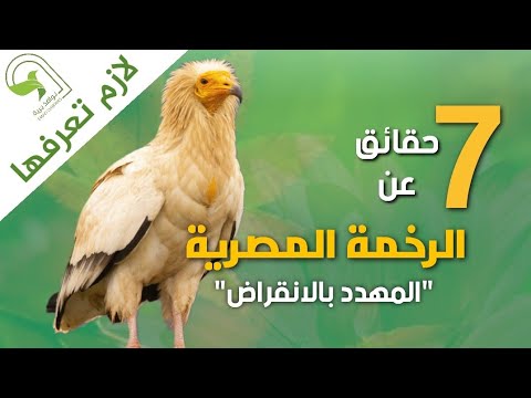 الرخمة المصرية النسر المصري مهدد بالانقراض ونادر جدا