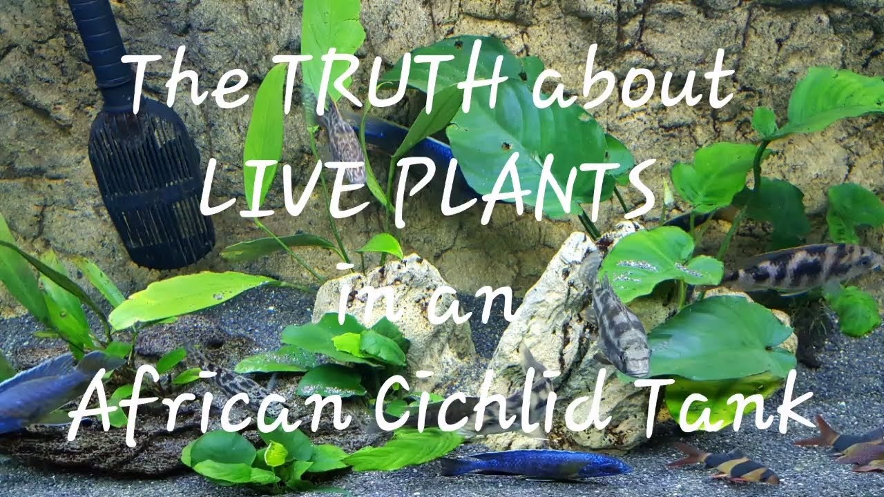 The TRUTH about LIVE PLANTS in an AFRICAN CICHLID Tank! YouTube