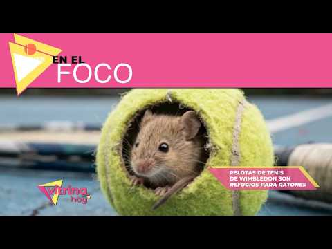 In Focus: Wimbledon tennis balls become shelters for mice - Vitrina Hoy 10/02/26