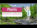 ethylene ripening