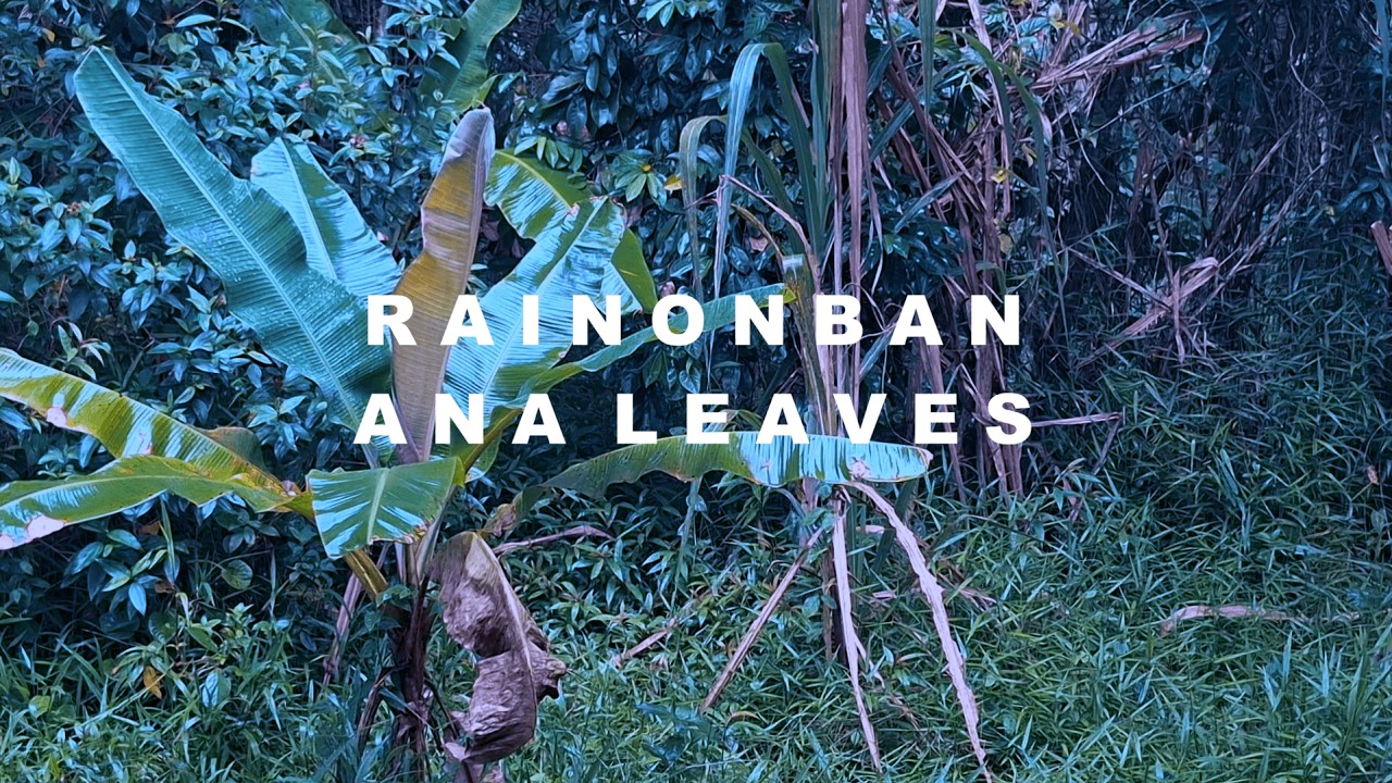 Tropical Rain Sounds on Banana Trees – Deep Sleep & Relaxation
