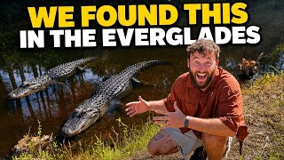 What can you REALLY find in the FLORIDA EVERGLADES