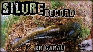 Peche au silure - Attaque en DIRECT et VIOLENT combat!