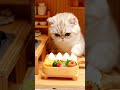 ミニチュア猫の休日🐈サッカー＆ピクニック🐾Nindo mi yom pa pusi ma nok 🐈 Mupira & Picnic 🐾 #catasmr #cat #cute