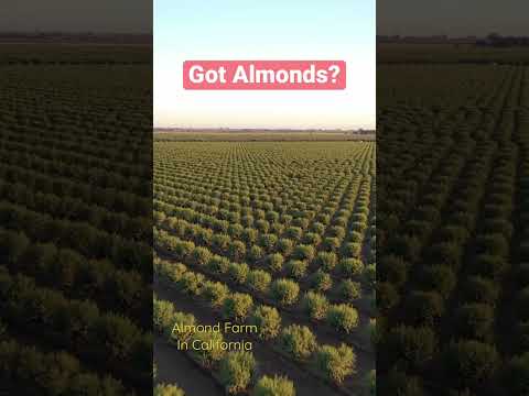 California Almond Farm Farming Farms Farmer 