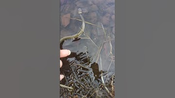 Freedom for snake 🐍 #video #shortsyoutube #youtube #youtuber #youtubeshorts #nature #shortvideo