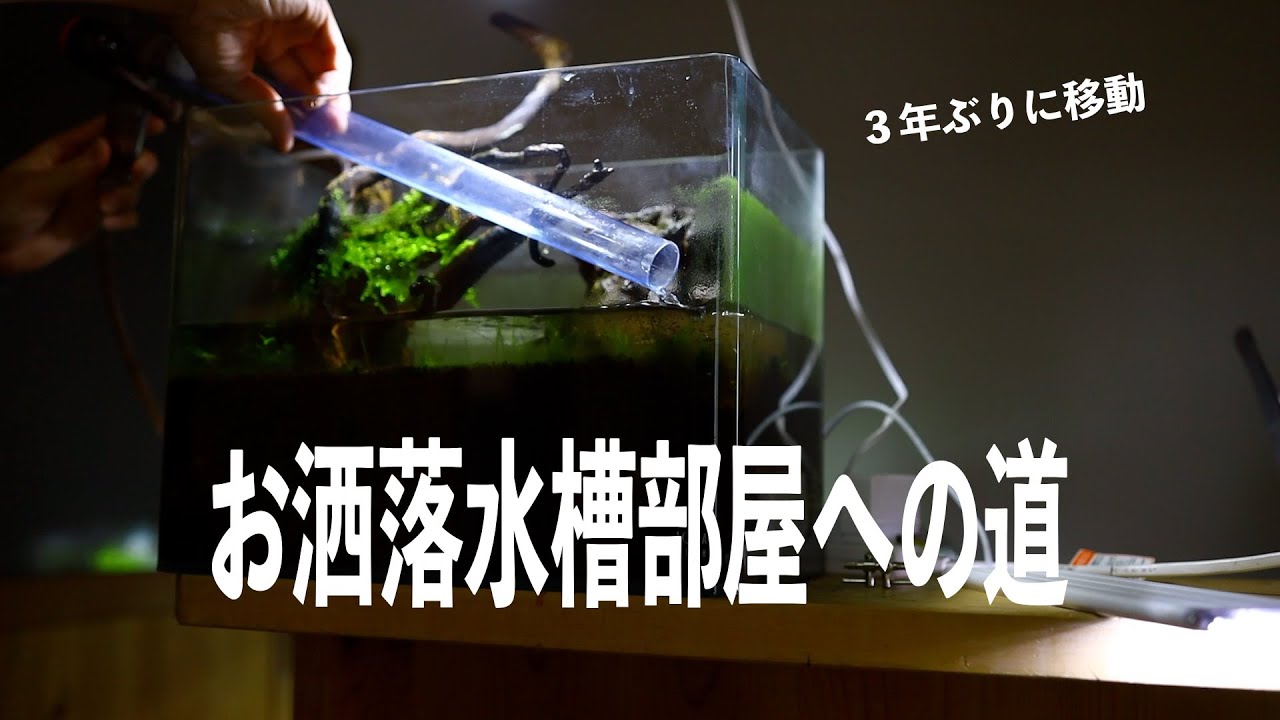 オシャレ水槽部屋への道 水槽３台移動 アクアリウム Youtube