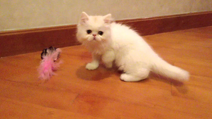 Video 8699211: persian kitten playing, play toys persian