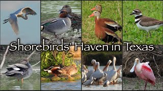 Shorebirds' Haven in Texas 🦆🦢🦤🦩