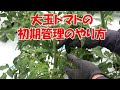 大玉トマトの初期管理のやり方20/5/3＃955