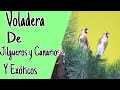 voladera de jilgueros canarios y exóticos 2021