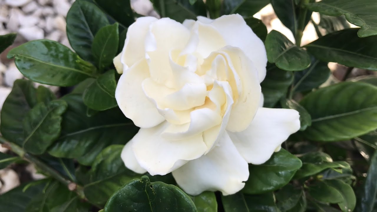 Gardenia (Gardenia jasminoides) or Cape jasmine