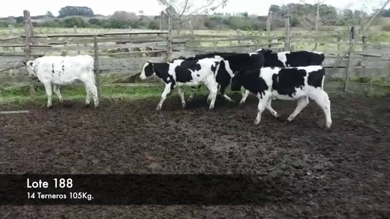 video phone lyrics Lote 188 #9 Torres y Fabian