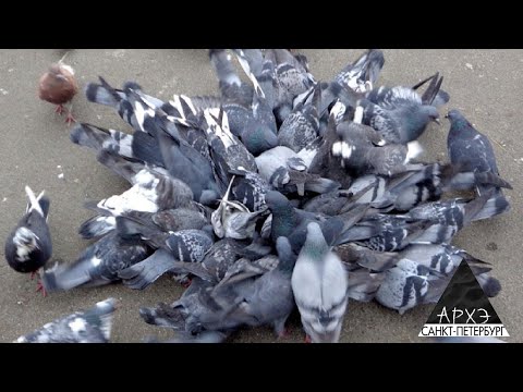Юлия Дунаева: "Птица многоэтажного мира"