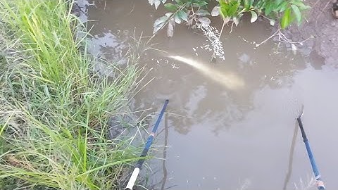 Xiệt Trúng Cá Trê Trắng Dưới Mương Ruộng | kích cá miền tây