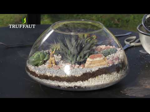 DIY terrarium de cactus et plantes grasses - Truffaut 